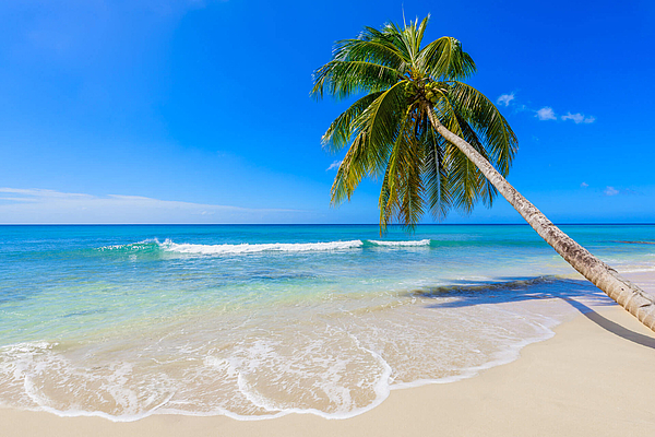 Ruhiger Strand mit sanften Wellen und Palme.