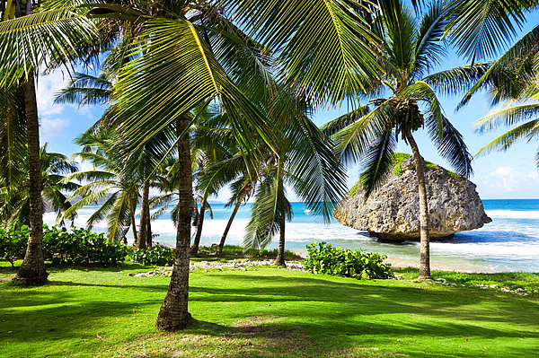 Palmenhain mit großem Fels am Wasser.