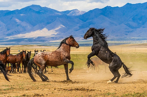 Wildpferde in der Prärie vor Bergen.
