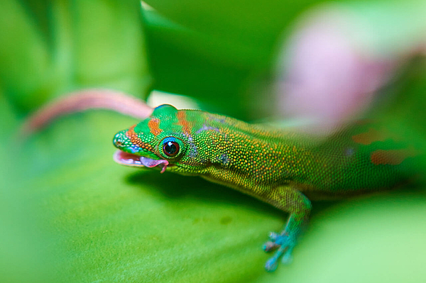 Grüner Gecko mit roten Flecken