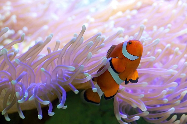 Clownfisch zwischen Seeanemonen am Riff.