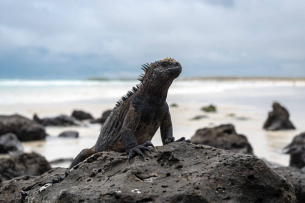 Meerechse an Felsen am Strand Galapagos