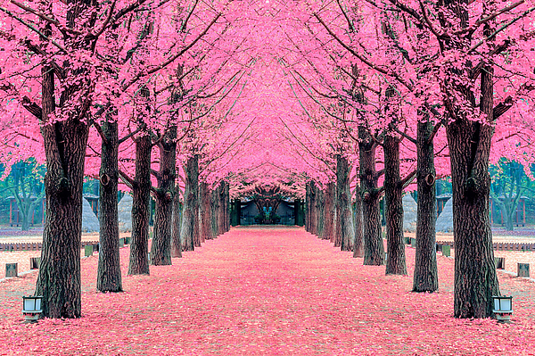 Allee in rosa Blüte.