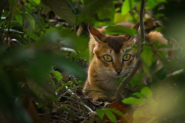 Wildkatze im Dschungel Costa Ricas, die neugierig zwischen Blättern hervorschaut.