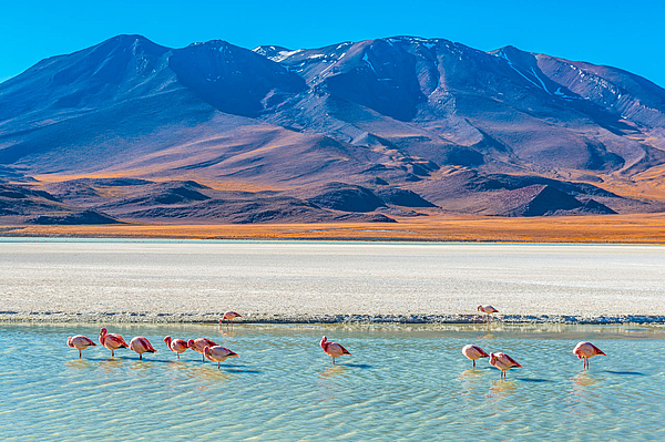 Flamingos in der Lagune vor Bergen