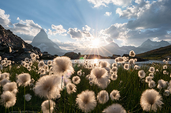 Wollgras im Gegenlicht vor dem Matterhorn.