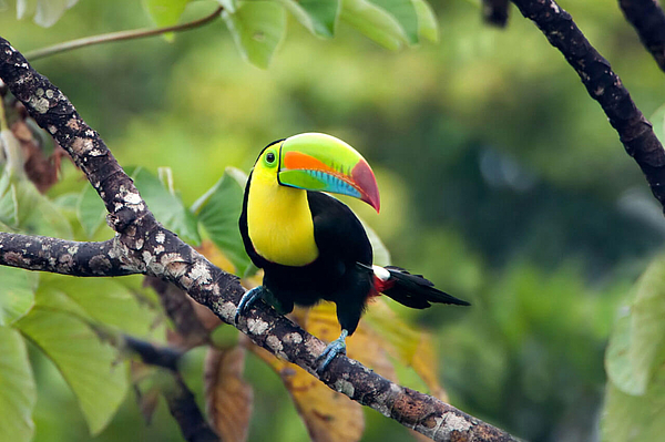 Bunter Tukan auf Zweig im Regenwald