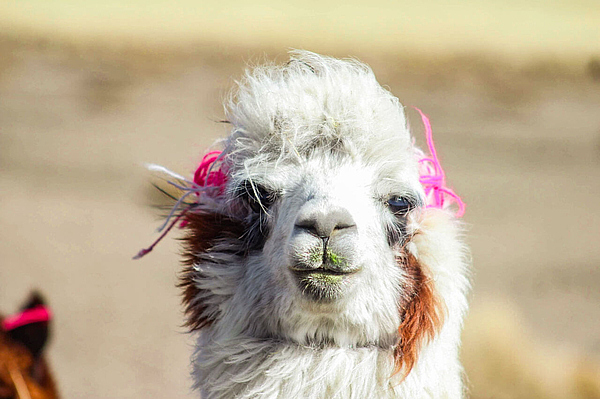 Nahaufnahme Lama mit bunten Bändern