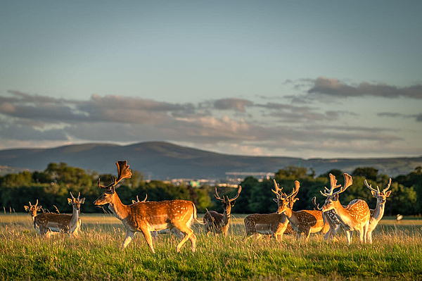 Damhirsche im Phoenix Park in Dublin