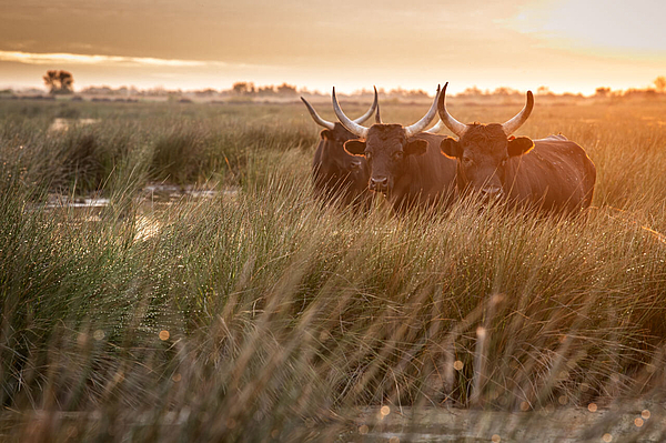 Rinder in der Camargue bei Sonnenuntergang