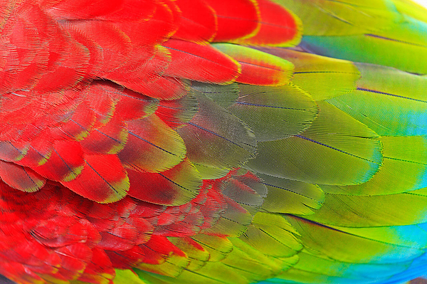 Nahaufnahme bunter Papageienfedern in Costa Rica mit kräftigen Rot-, Grün- und Gelbtönen.