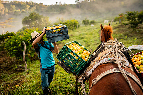 Kisten voller Früchte auf Pferderücken