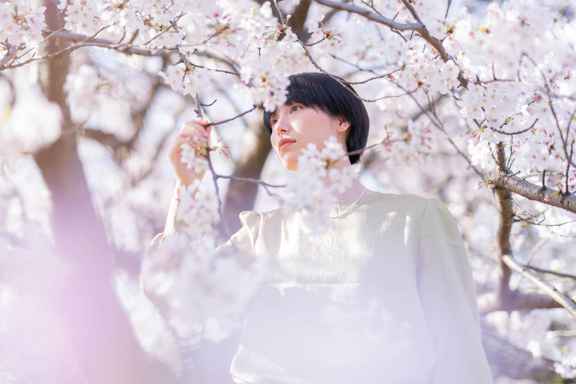 Person steht unter blühenden Kirschblütenbäumen und betrachtet die zarten Blüten im Frühling in Japan