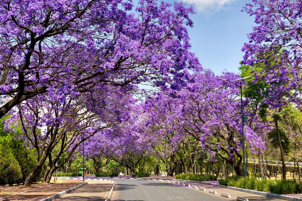 Allee aus lila Jacaranda-Blüten, entspannter Weg vom Unterricht, Vokabeln im Alltag anwenden.