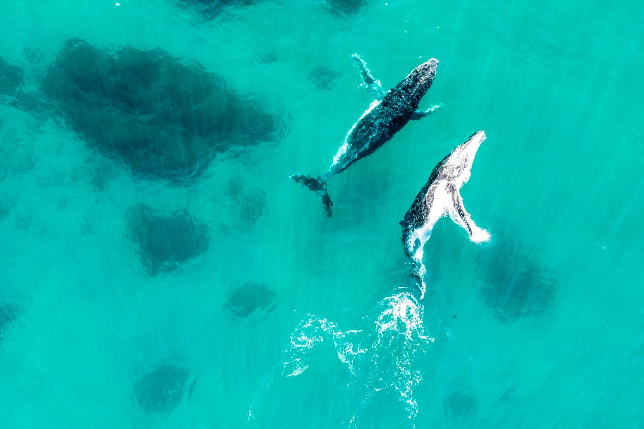 Zwei Wale im türkisfarbenen Meer von Byron Bay, friedlich nebeneinander. Vokabeln zur Meereswelt üben.
