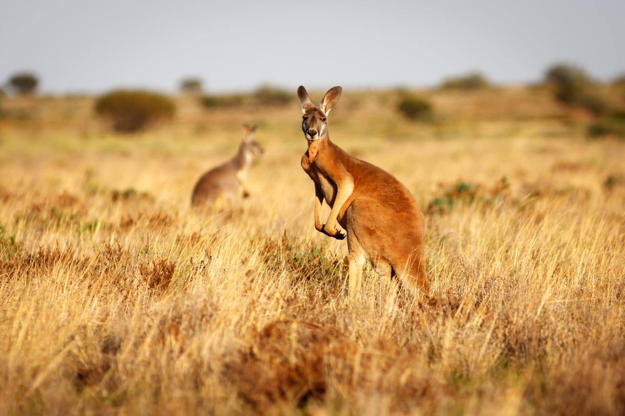 Känguru im Outback hüpft durch trockenes Gras, Konversation üben nach dem Unterricht.
