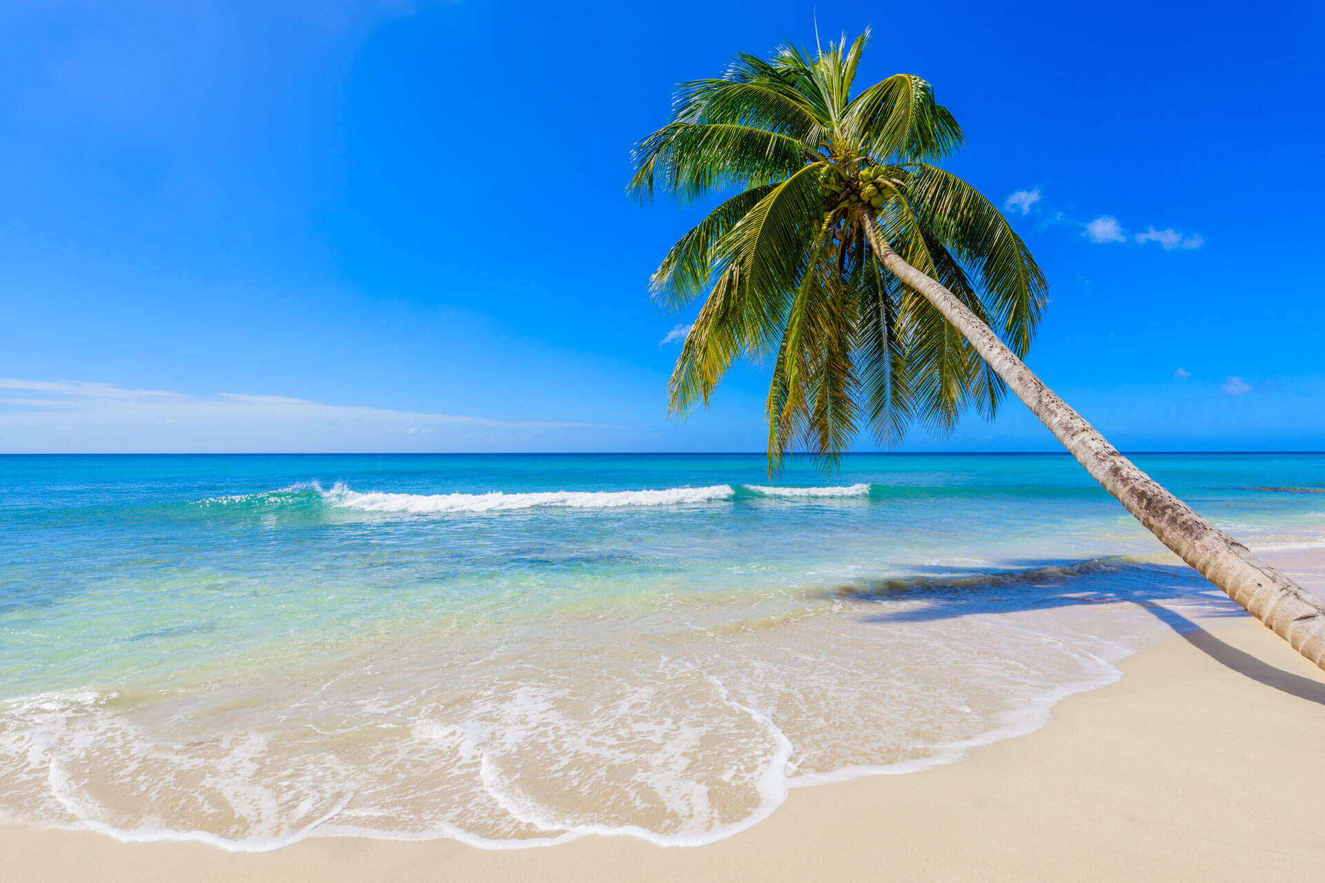 Heller Sandstrand mit geneigter Palme und Wellen, Sprachreise nach Barbados.
