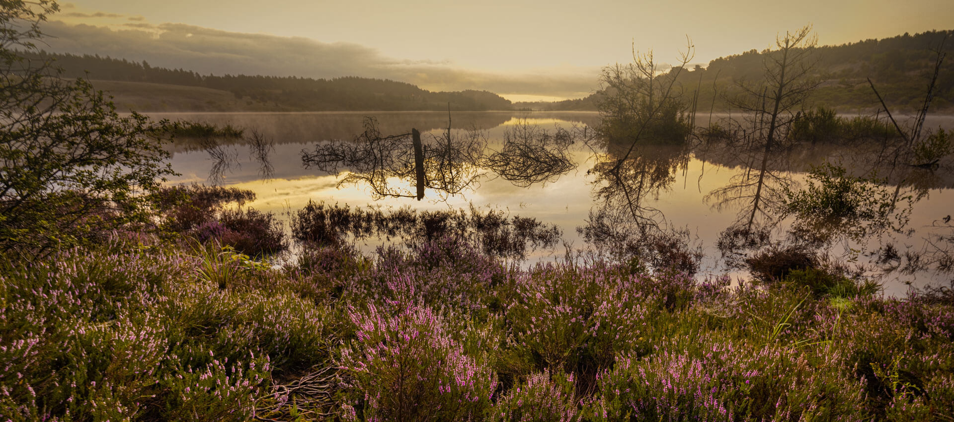 Lila Heidelandschaft im Sonnenaufgang, Sprachreise Vokabeln üben in der Natur