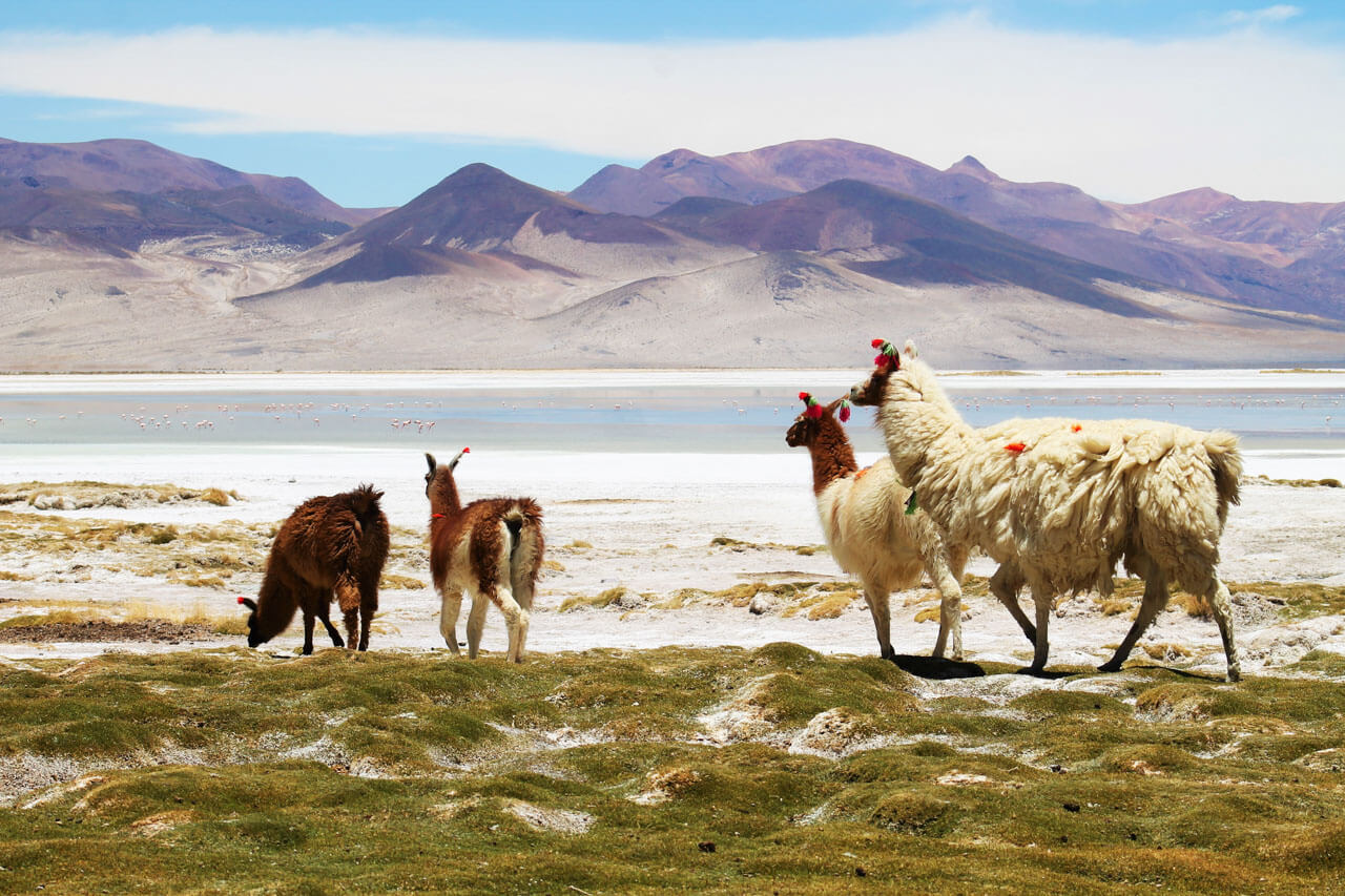 Lamas am Salzsee vor Andengipfeln in der Hochebene.