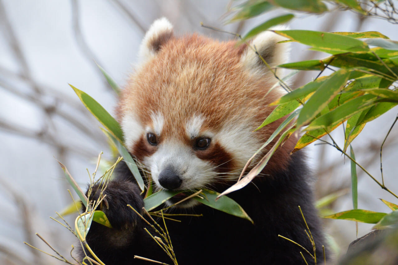 Roter Panda frisst Bambus in grüner Umgebung steht für Natur und Artenvielfalt Chinas