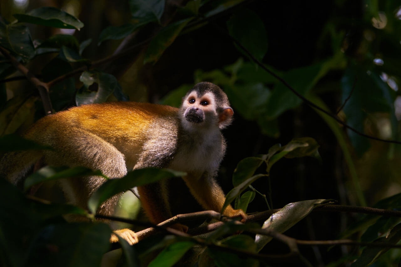Totenkopfaffe im Regenwald Costa Rica Vokabeln im Alltag anwenden