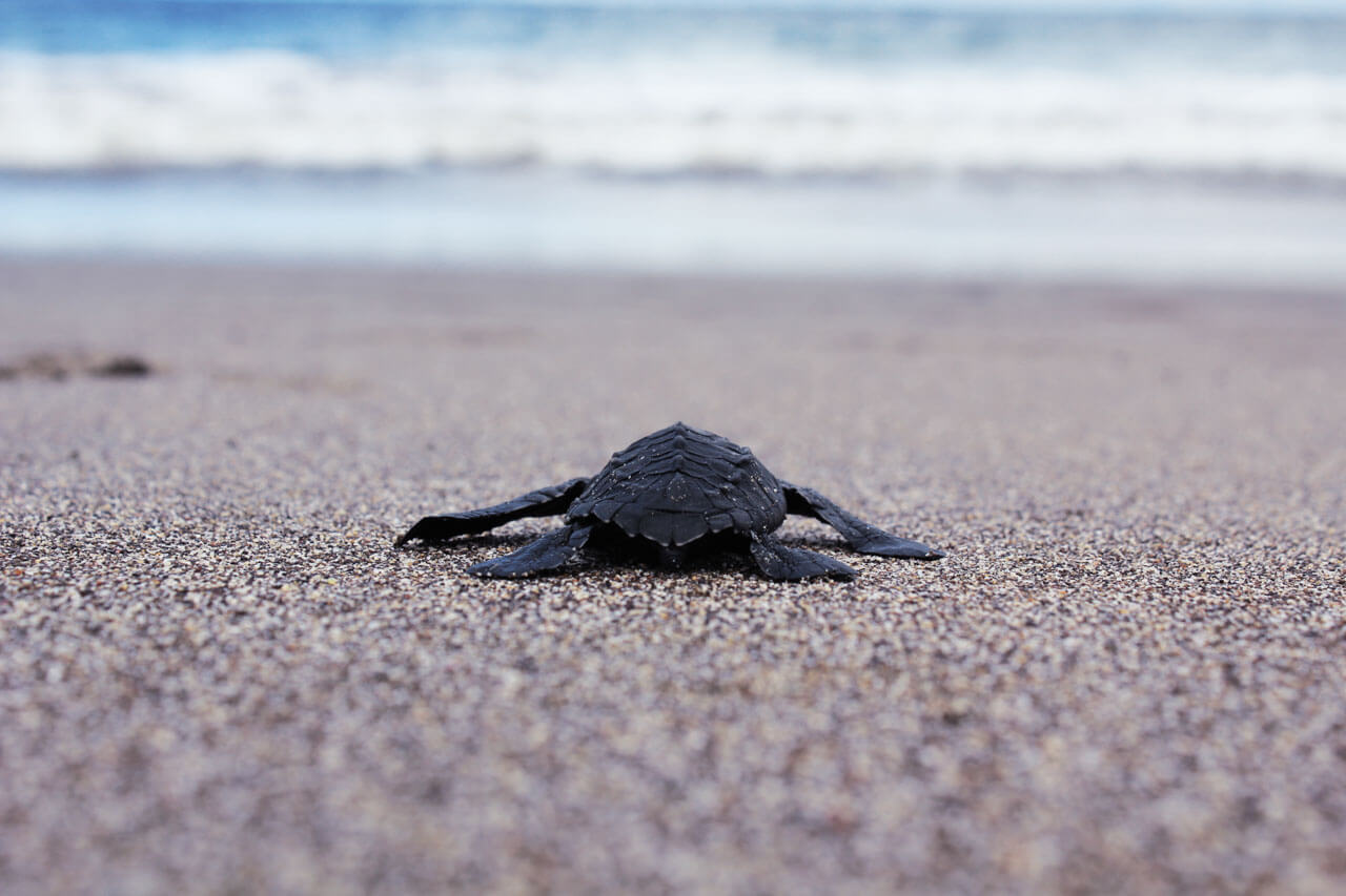 Babyschildkröte am Strand auf dem Weg ins Meer Grammatik trainieren im Kontext
