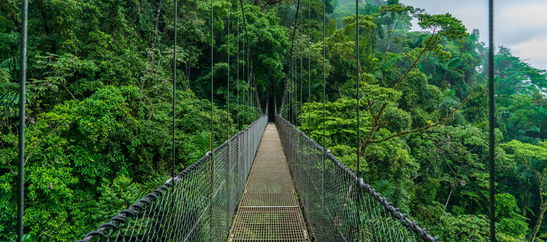 Hängebrücke im Dschungel von Costa Rica, die hoch über den Baumwipfeln verläuft und Abenteuer verspricht.