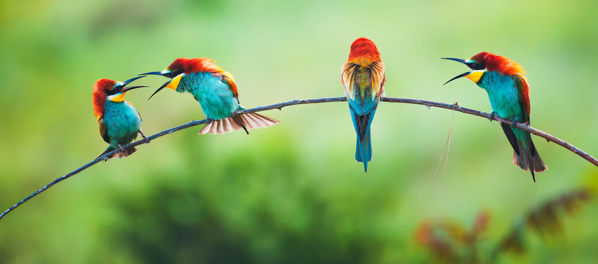 Bunte Bienenfresser Vögel auf Zweig Sprachreise Natur erleben Aussprache verbessern