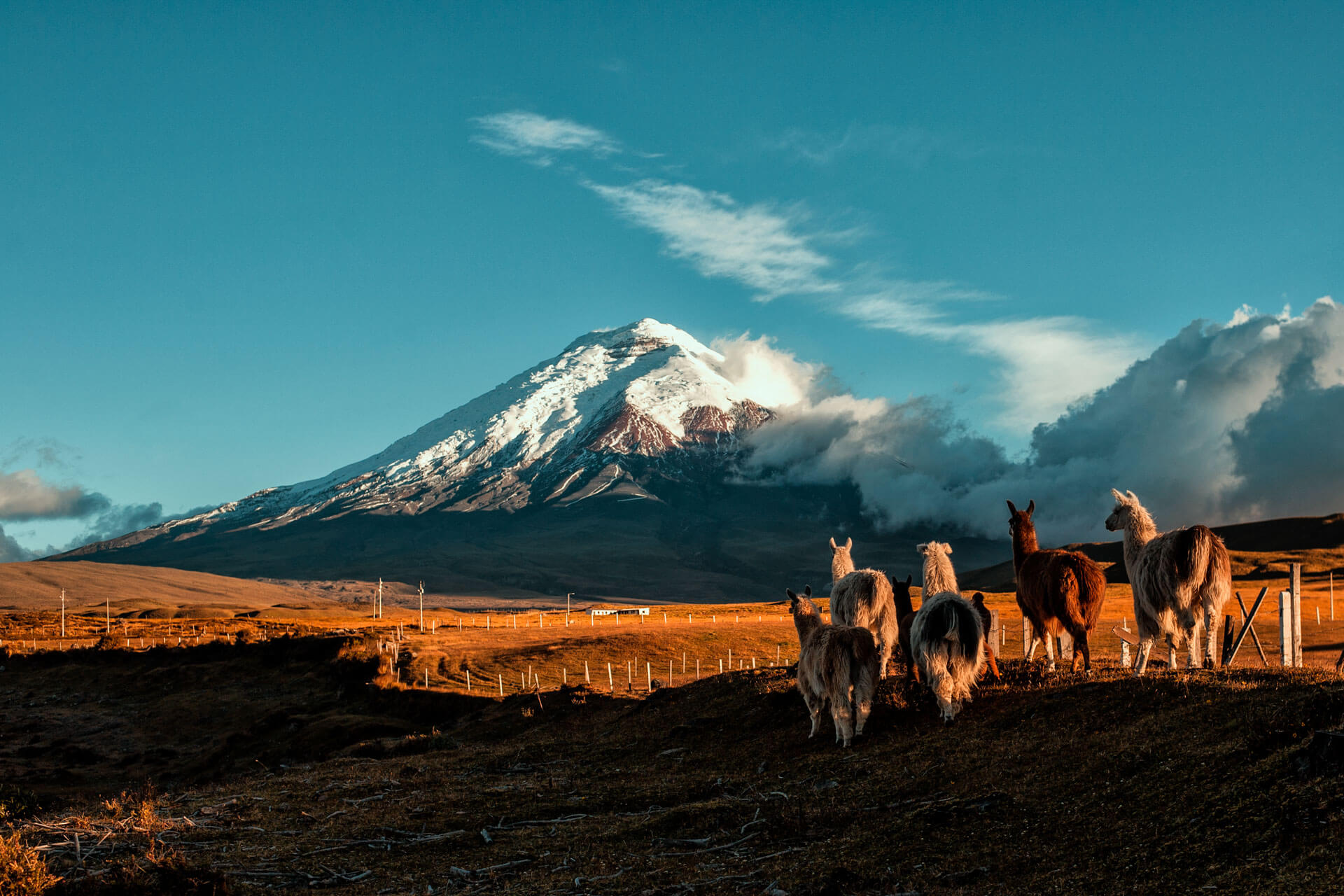 Lamas vor dem schneebedeckten Cotopaxi Vulkan Sprachreise Natur erleben und Vokabeln üben