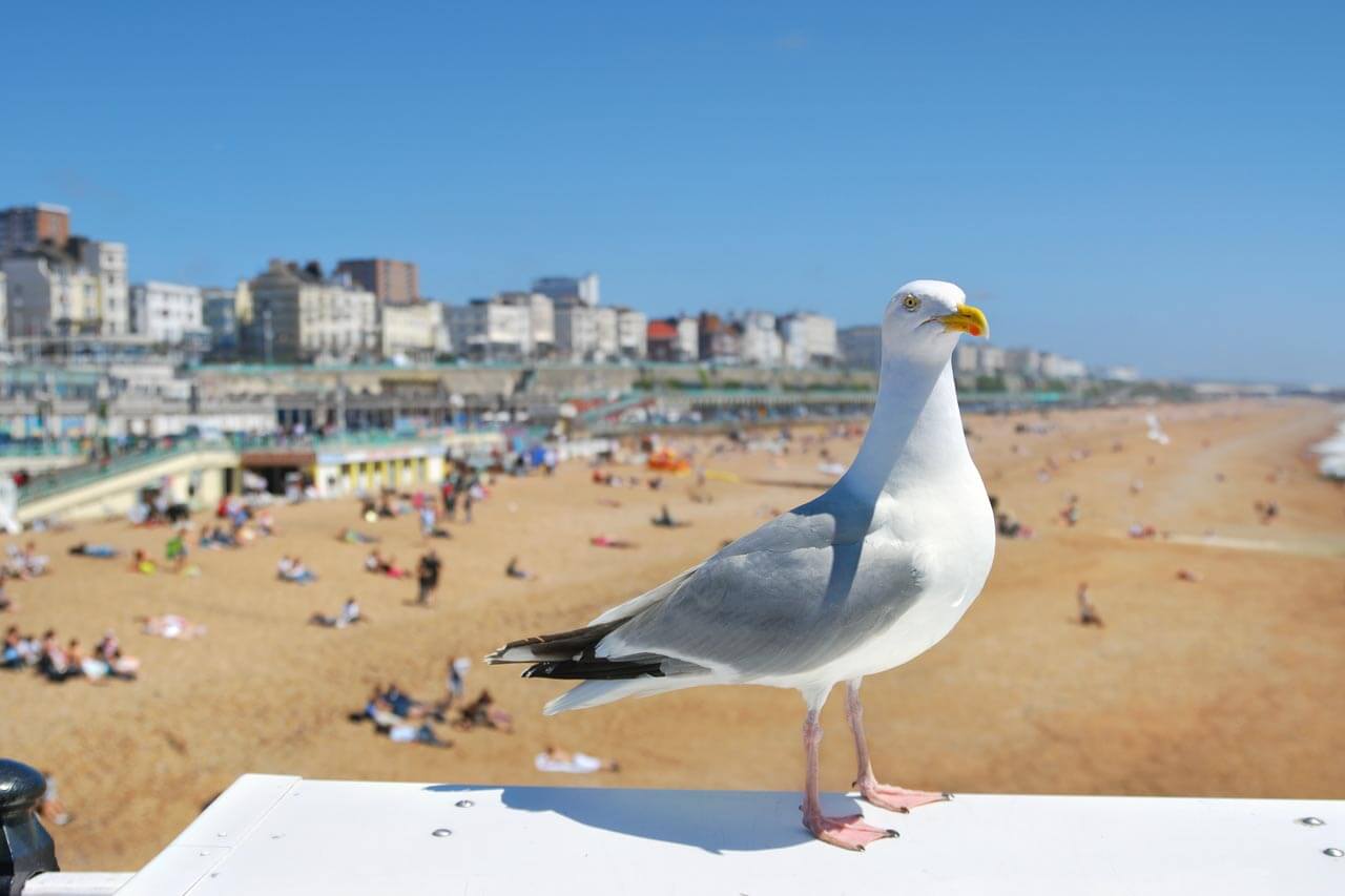 Möwe auf Geländer vor Strand und Stadt in Brighton Beobachten nach dem Sprachkurs Konversation üben
