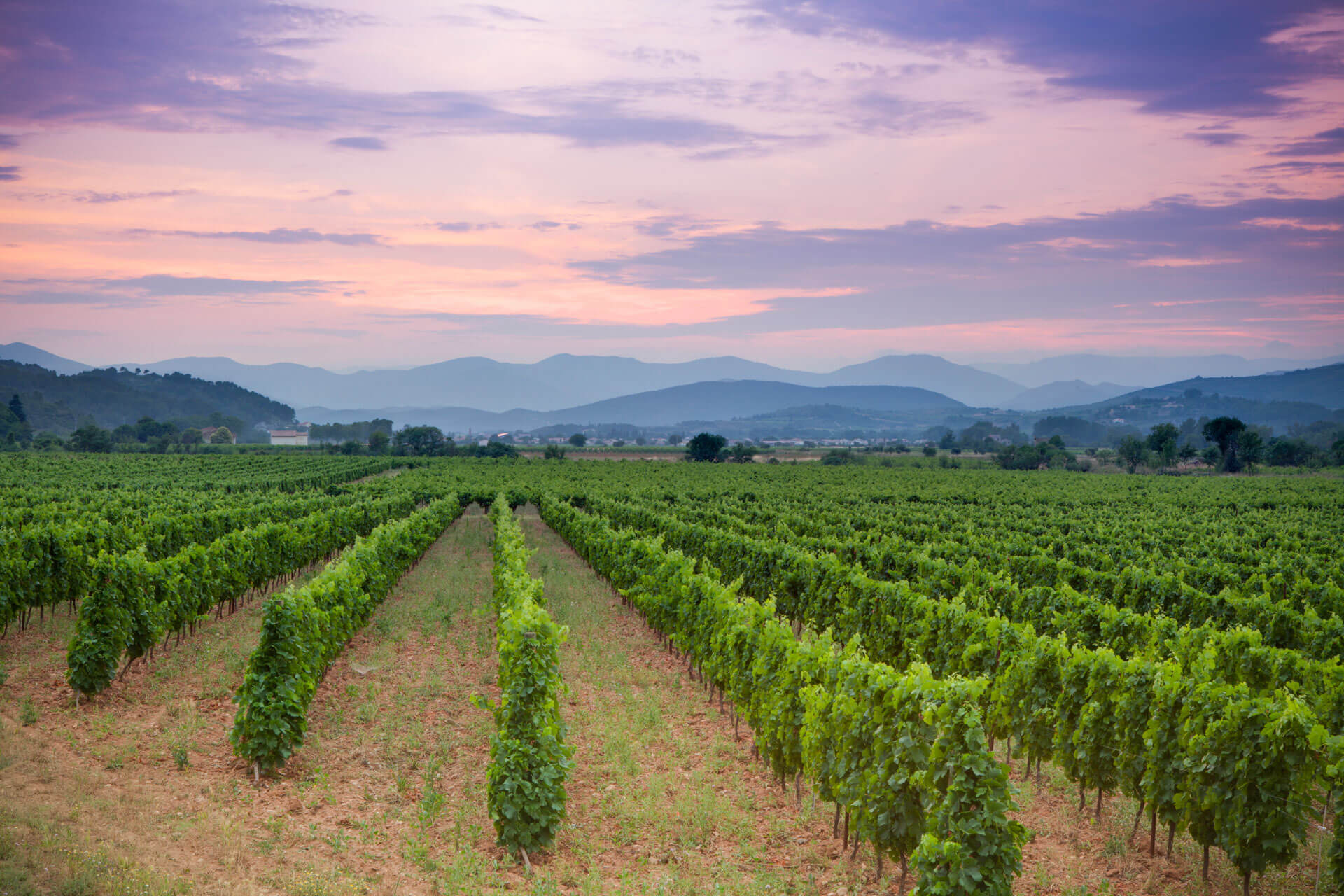 Weinberge im Abendlicht vor Bergen Sprachreise Frankreich erleben