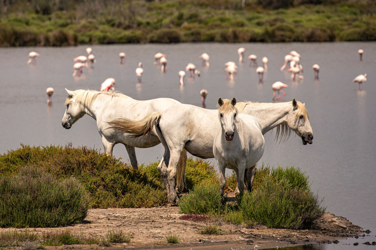 Weiße Pferde in der Camargue mit Flamingos Hörverstehen trainieren im Sprachkurs