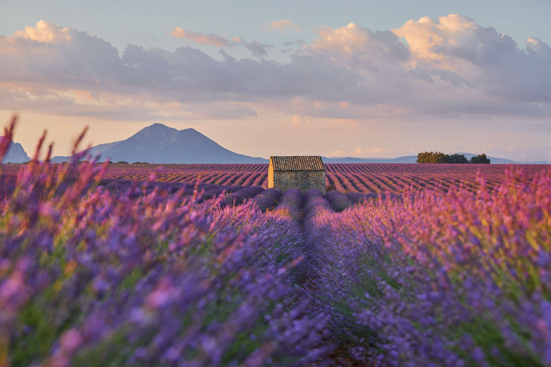 Lavendelfeld in der Provence Sprachreise Französischkurs Vokabeln lernen in Naturkulisse
