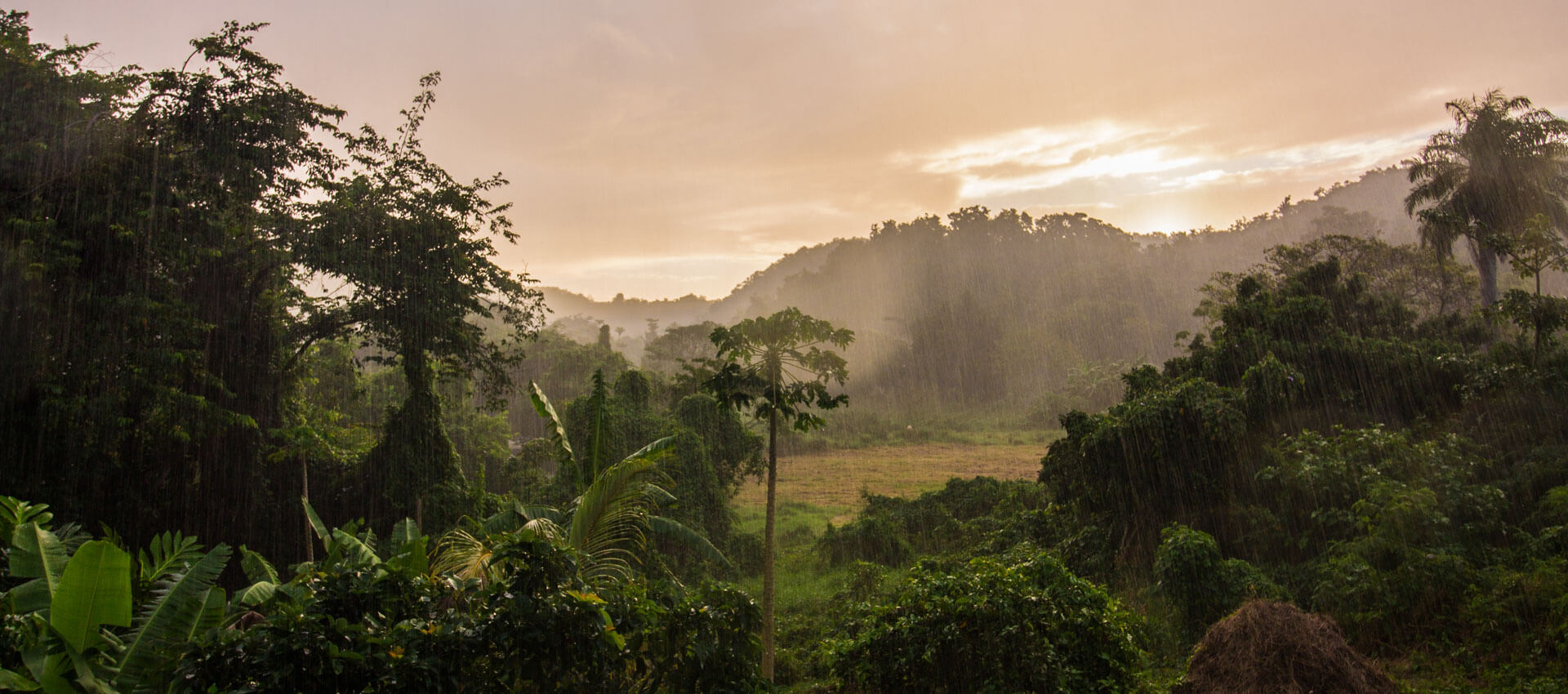 Tropischer Wald im Regen Französisch Sprachreise Grammatik trainieren im Grünen