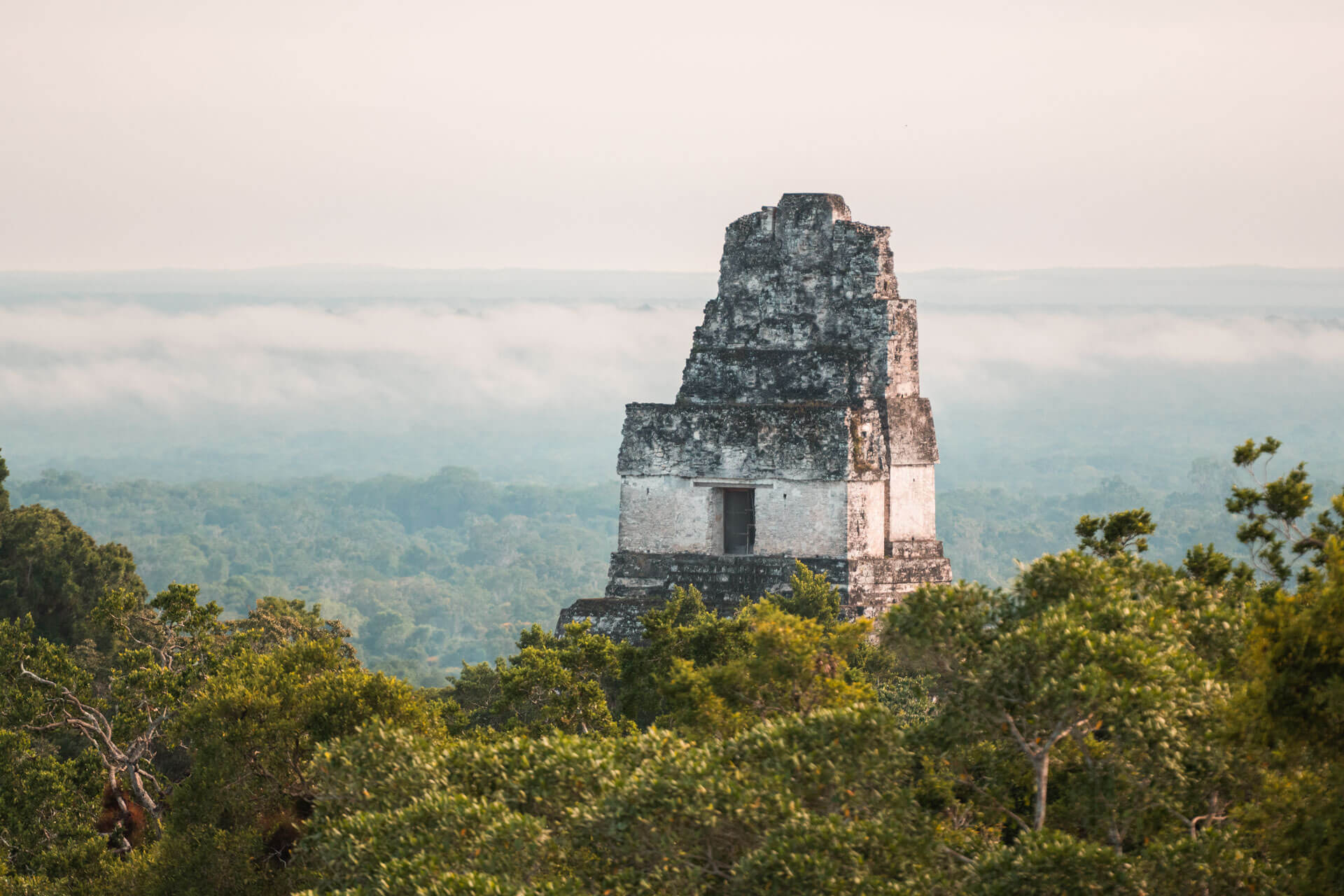 Maya-Tempel ragt aus dem Regenwald Tikal Exkursion nach dem Unterricht im Spanischkurs