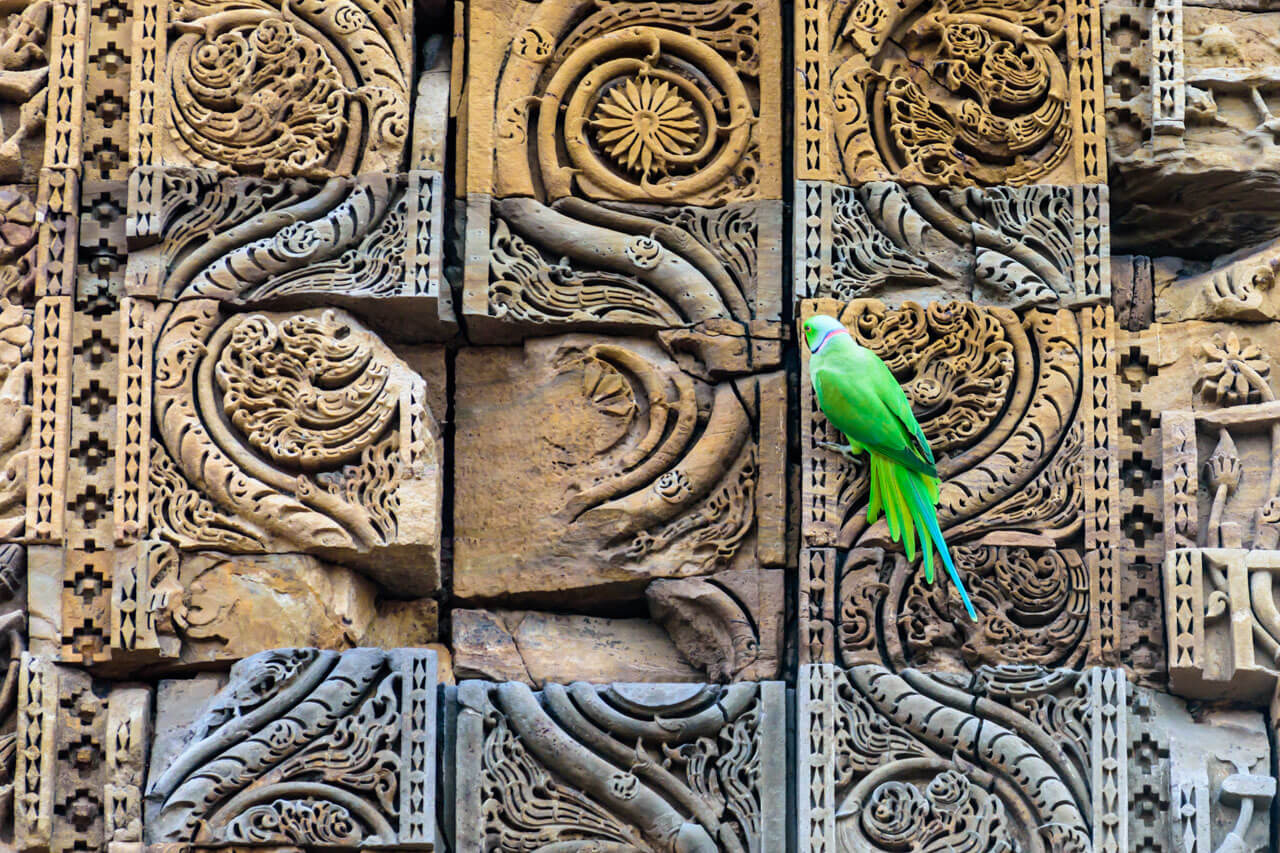 Grüner Papagei an kunstvoller Steinmauer Wortschatz und Kultur im Sprachkurs