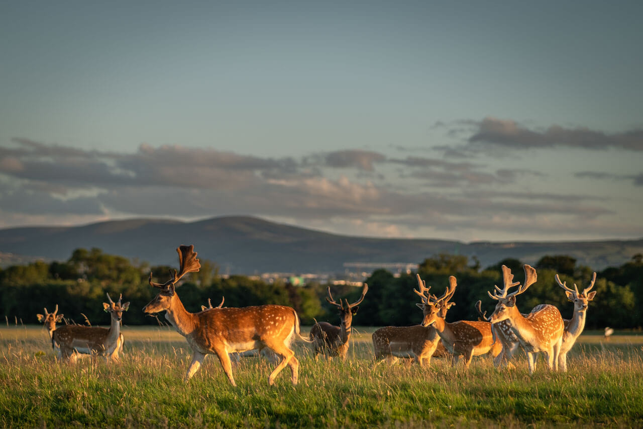 Damhirsche im Phoenix Park in Dublin Naturmoment nach dem Unterricht Konversation üben