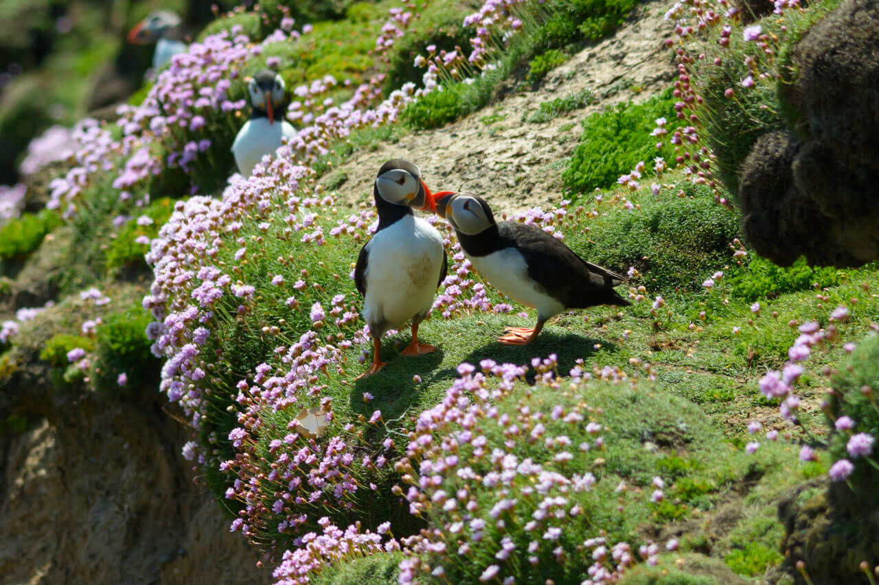 Papageitaucher auf blühendem Kliff Symbol für Naturerlebnisse beim Englischlernen in Irland