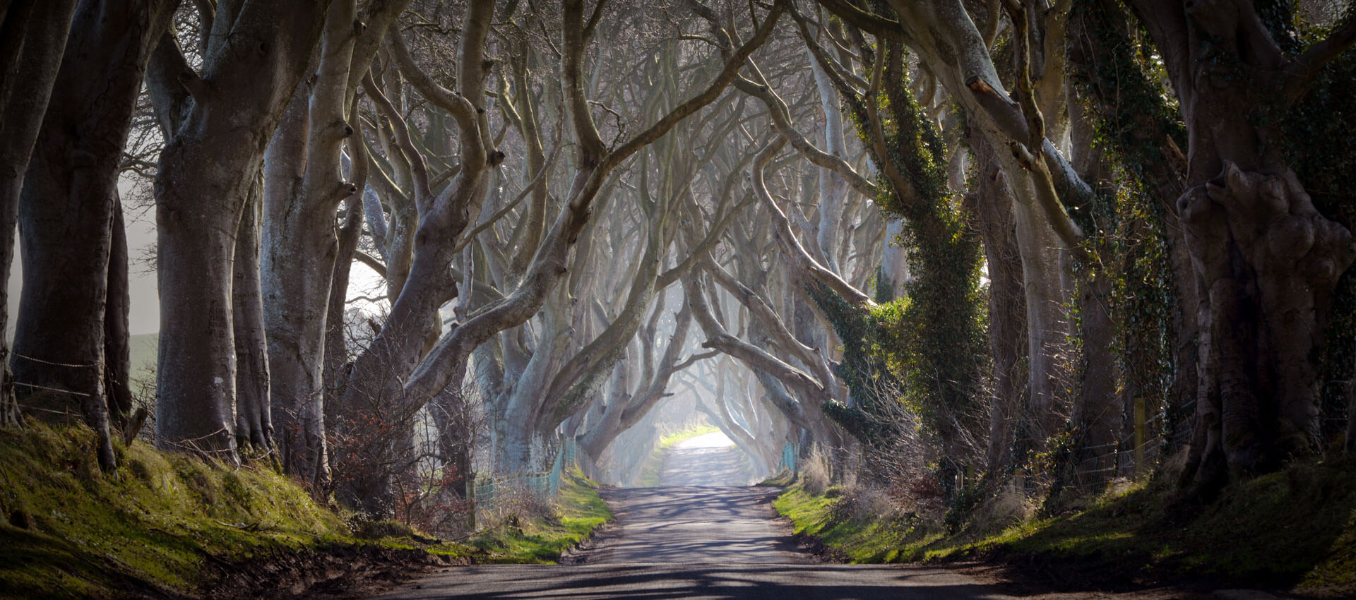 Märchenhafte Buchenallee The Dark Hedges in Nordirland Grammatik trainieren auf Exkursion