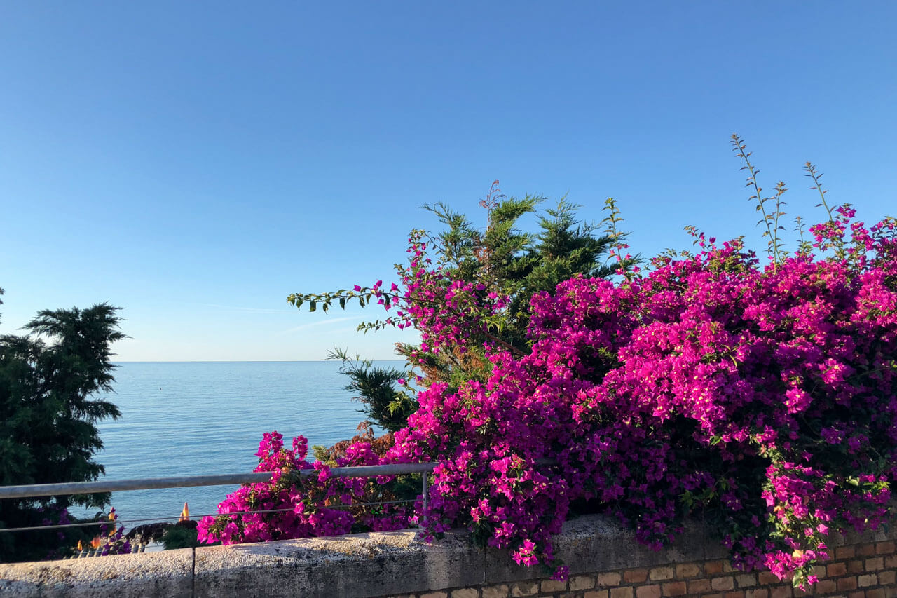 Lila Blumen am Meer unter blauem Himmel Aussprache verbessern beim Sprachkurs