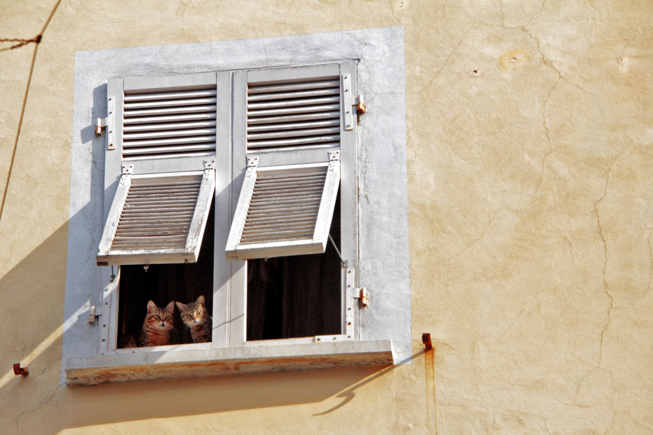 Zwei Katzen schauen aus einem Fenster Aussprache verbessern im Sprachkurs