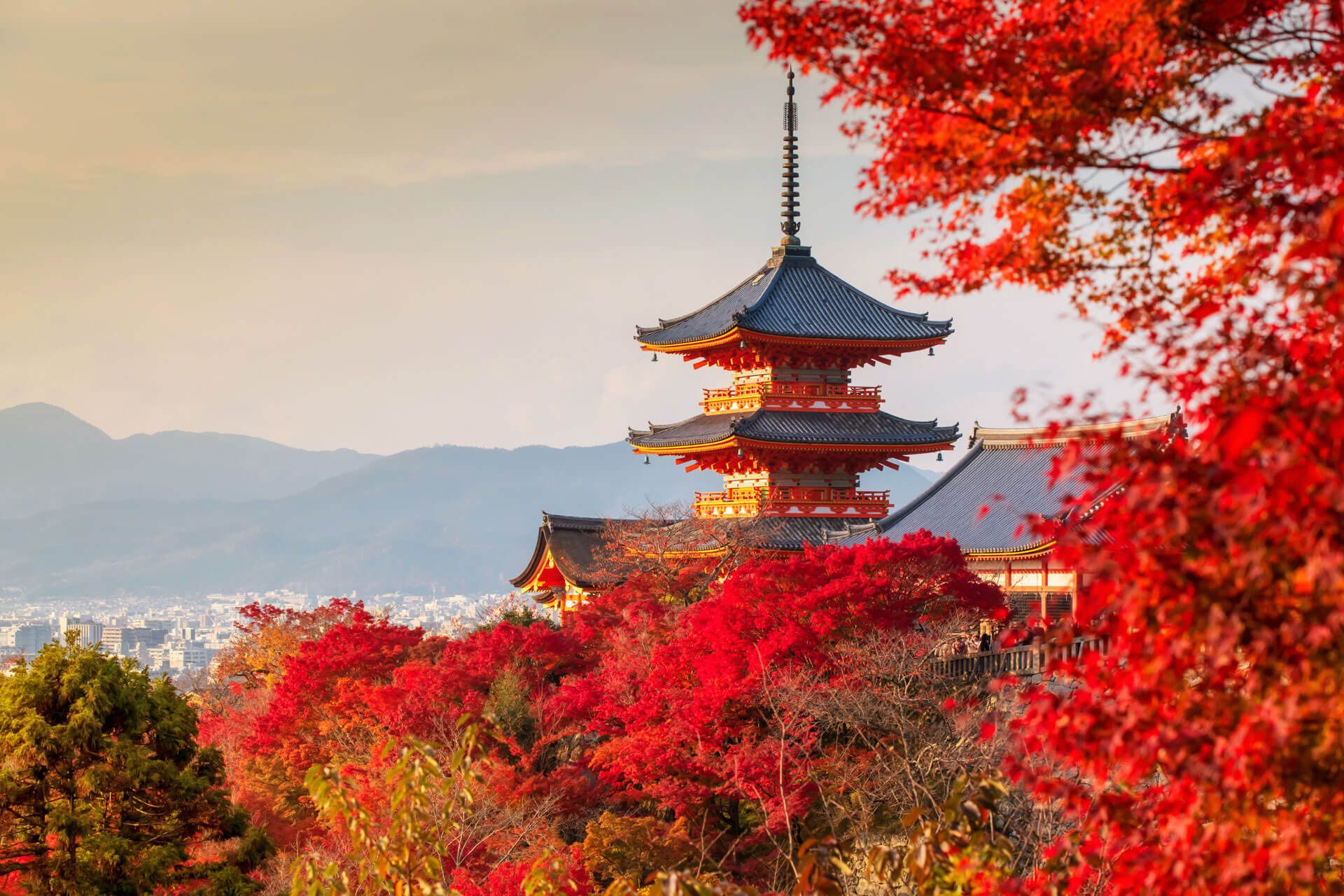 Kiyomizu-dera-Tempel in Kyoto, umgeben von leuchtend roten Ahornbäumen.