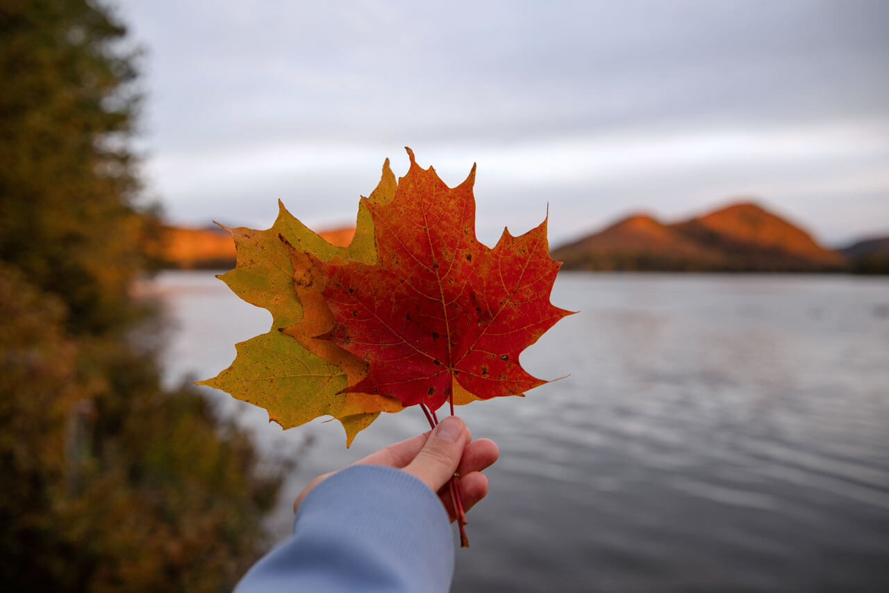 Ahornblätter in Herbstfarben, Wortschatz und Grammatik vertiefen beim Französisch lernen im Ausland