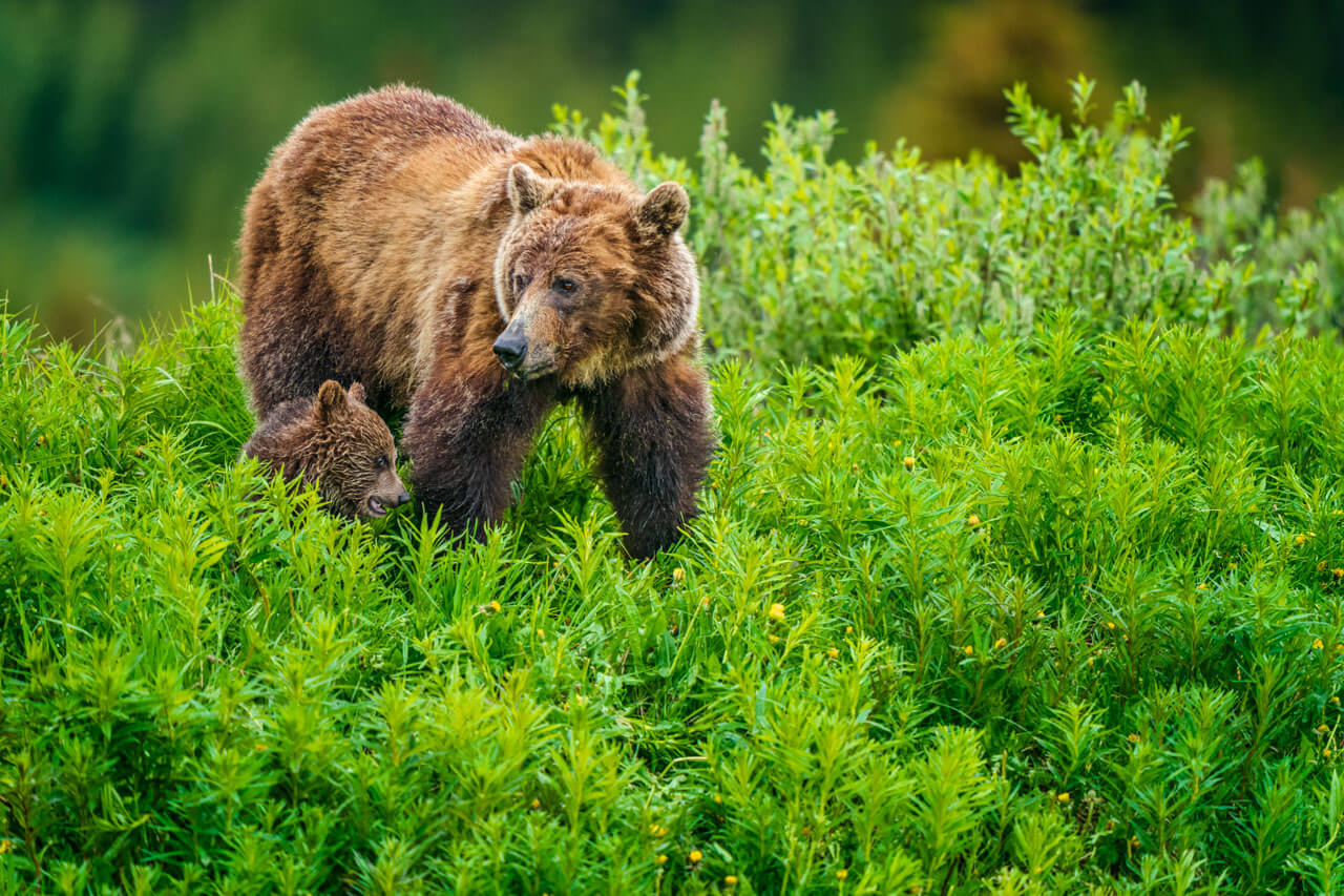 Grizzly mit Jungtier im grünen Dickicht, Wortschatz Natur und Tiere im Sprachkurs erweitern