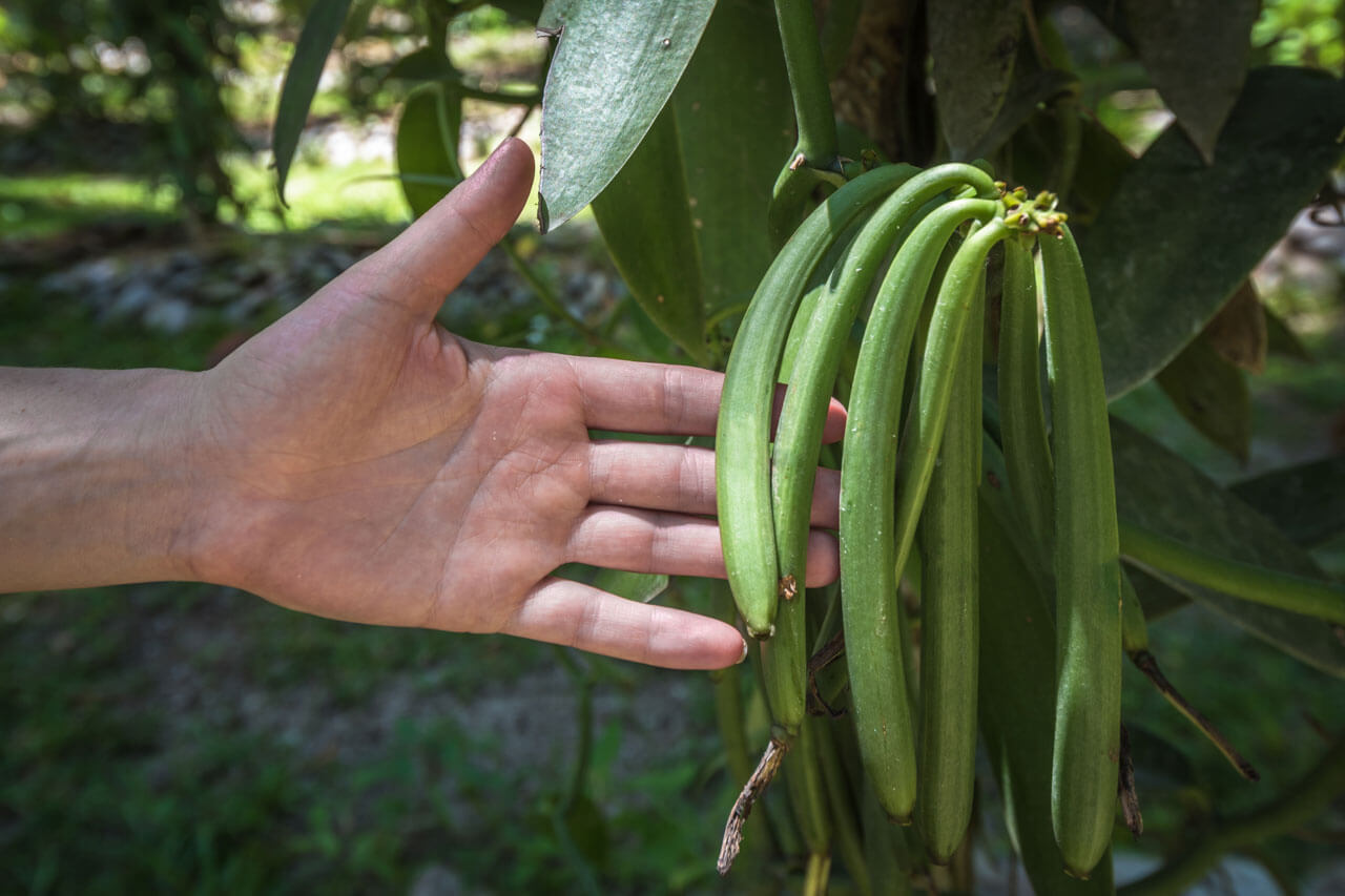Vanilleschoten auf La Réunion Sprachkurs Konversation üben und Hörverstehen trainieren