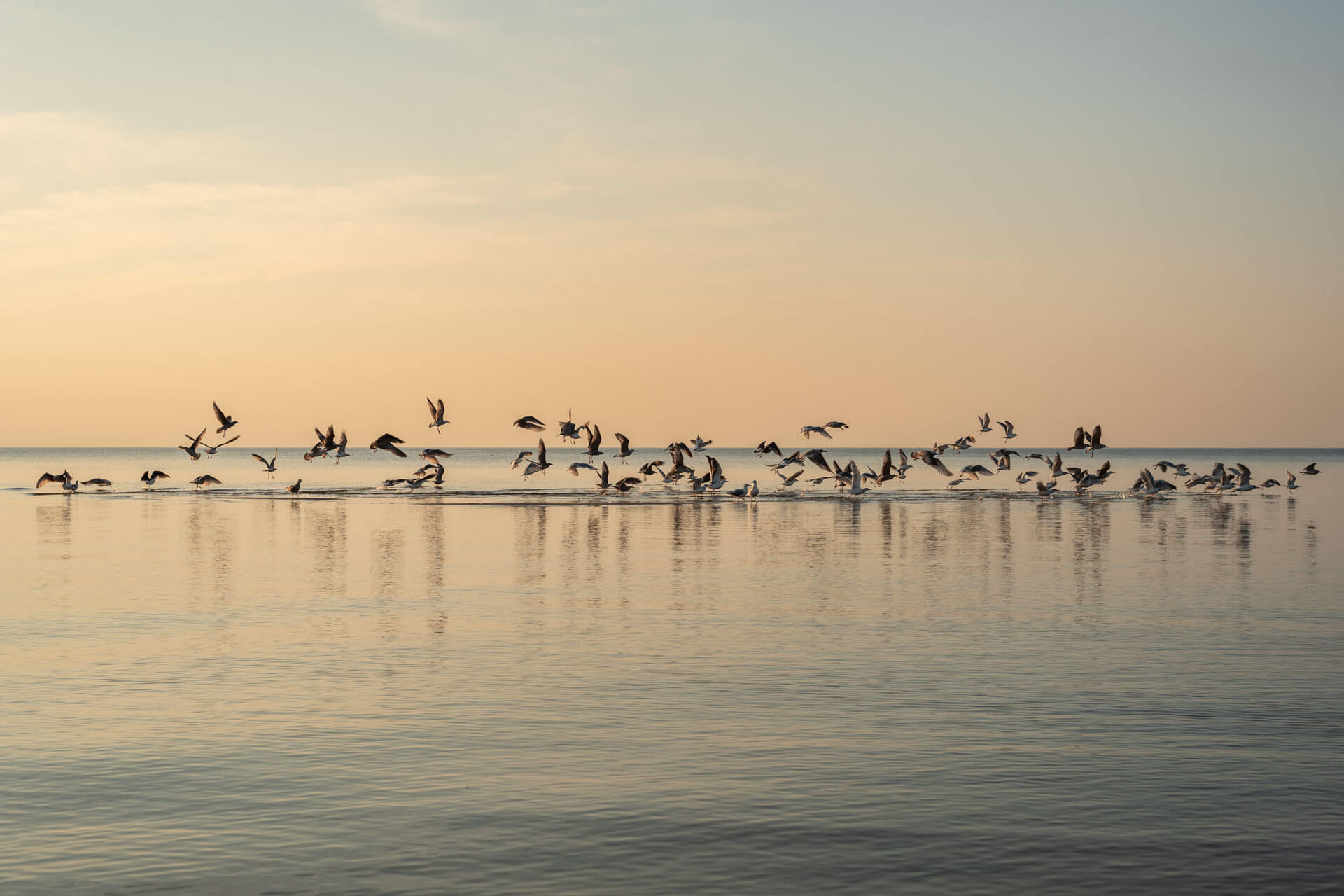 Vögel heben bei sanftem Morgenlicht vom spiegelglatten Meer ab ruhige Ostseeküste in Lettland
