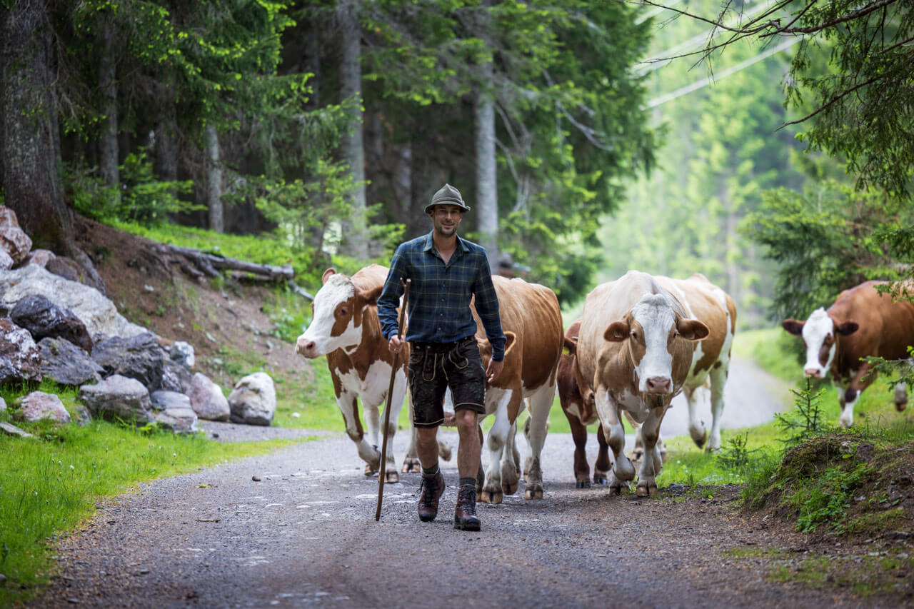 Bauer treibt Kühe im Waldweg, Wortschatz zu Natur und Tieren im Deutschkurs üben.