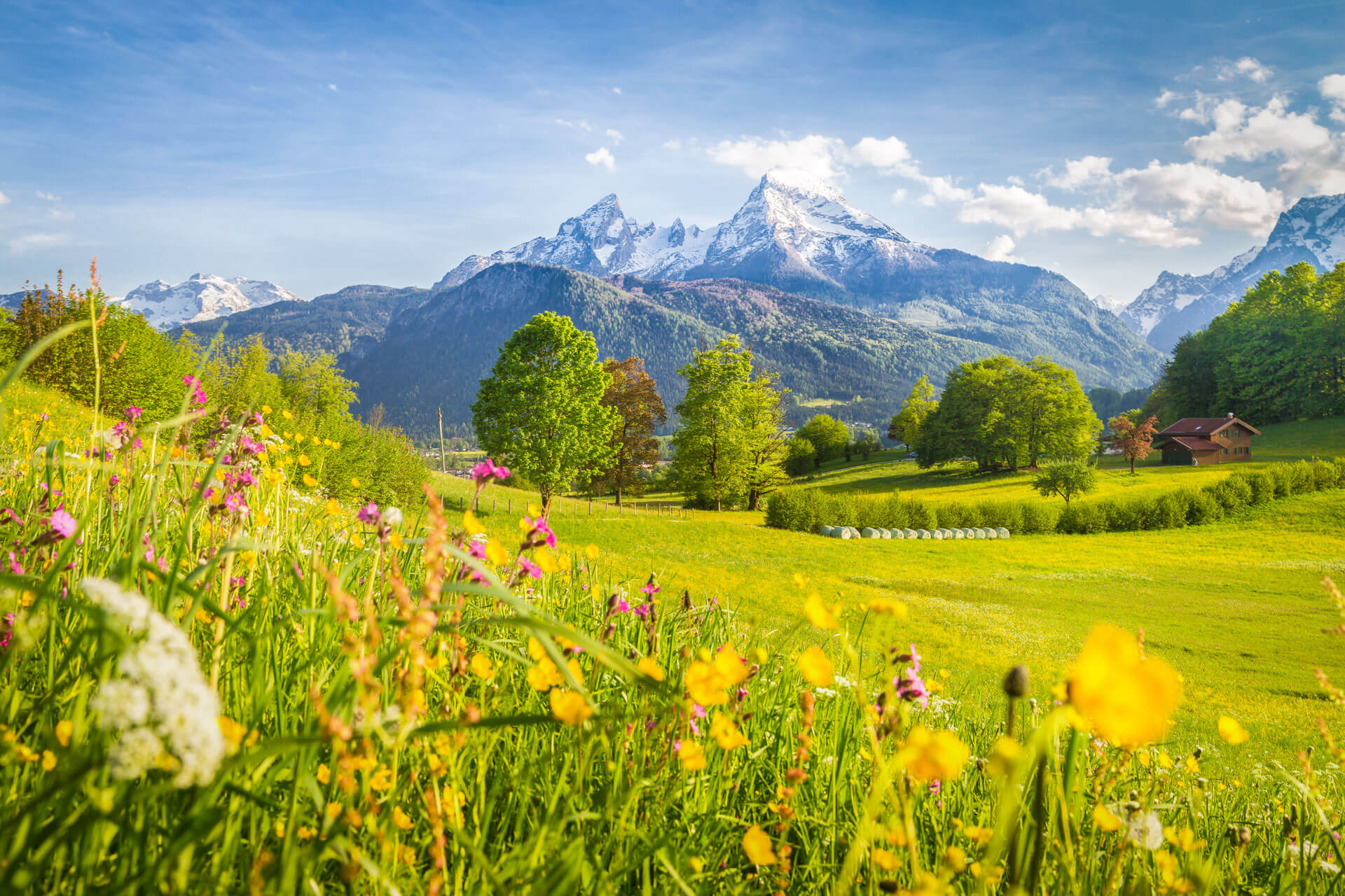 Blumenwiese vor Alpenpanorama, Sprachreise Österreich und Deutsch lernen im Grünen.
