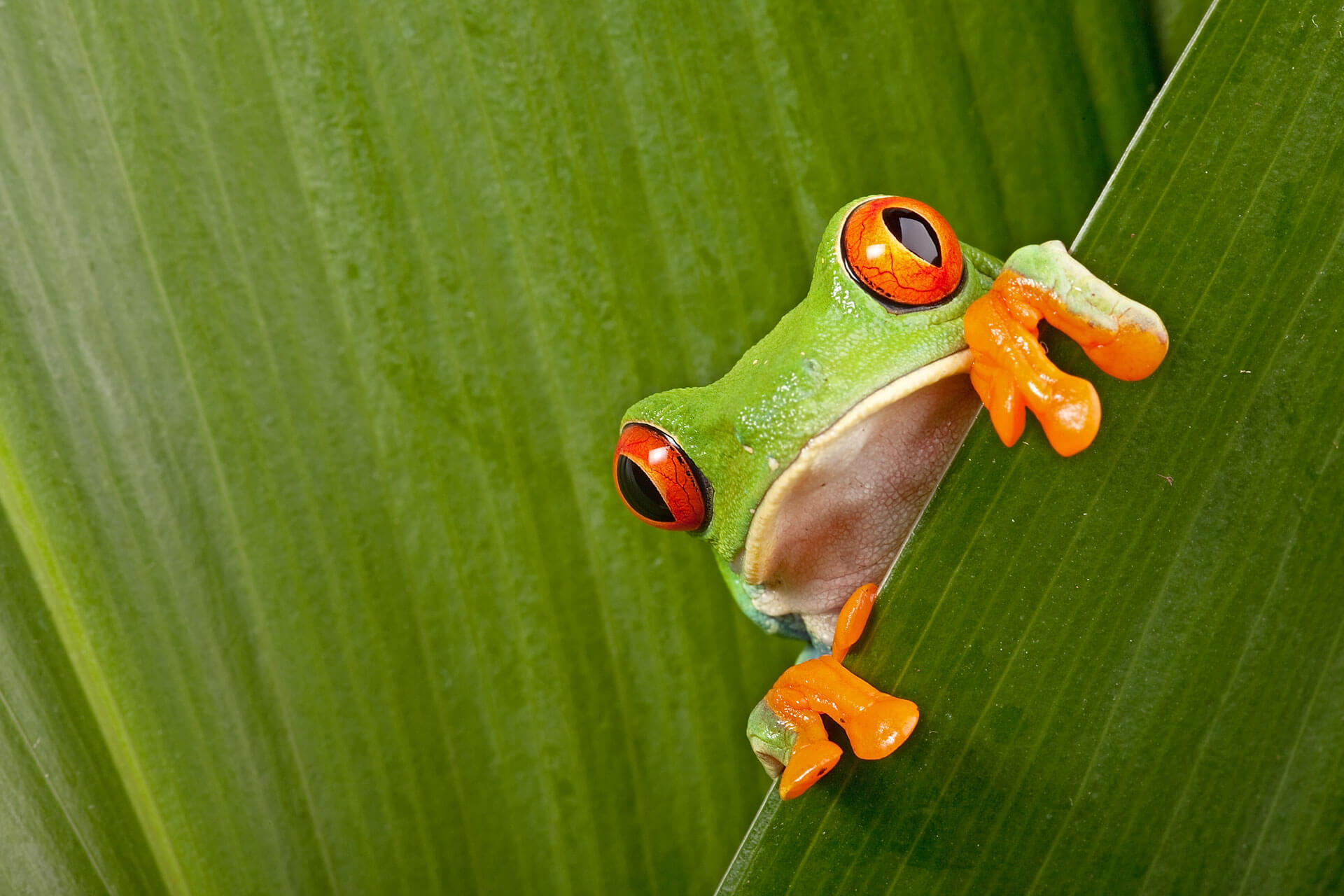 Grüner Frosch mit roten Augen auf Blatt Sprachreise Panama Natur erleben Vokabeln üben