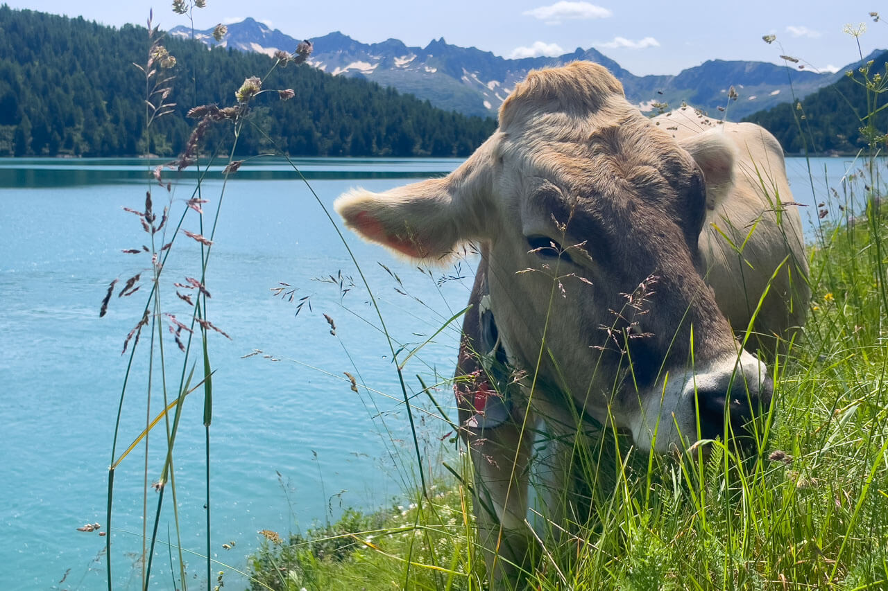Kuh am türkisfarbenen See, Naturmoment der Sprachreise; Vokabeln im Kontext und Aussprache üben.